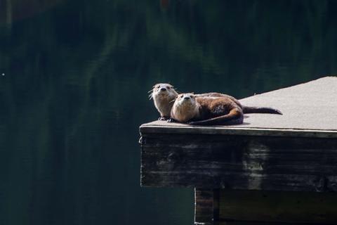 Otters on the dock